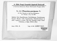 Pleurocybella porrigens image